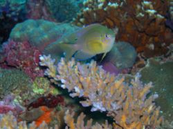 P. vaiuli - my first underwater photo taken during a site... by Nonoy Beldia 
